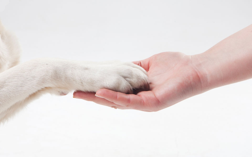 負担の少ないトリミングを行います！