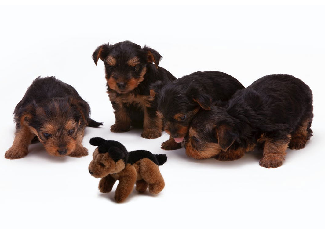 子犬販売もしています