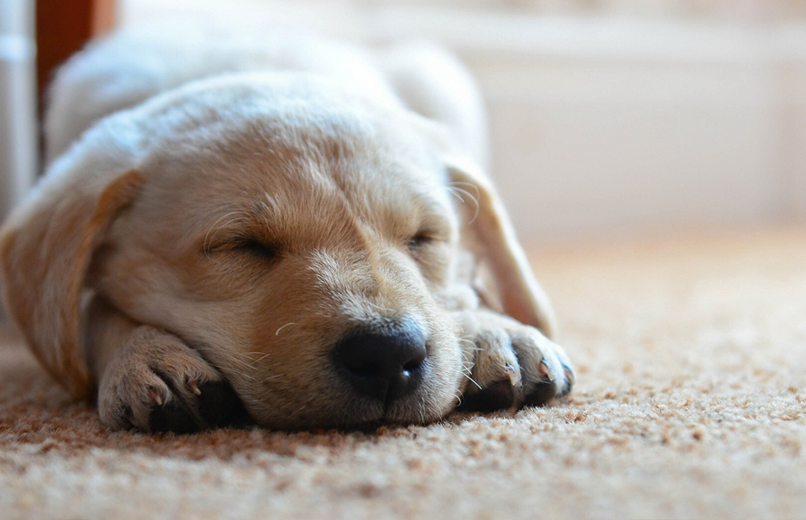 少頭数のお預かりでストレスの軽減