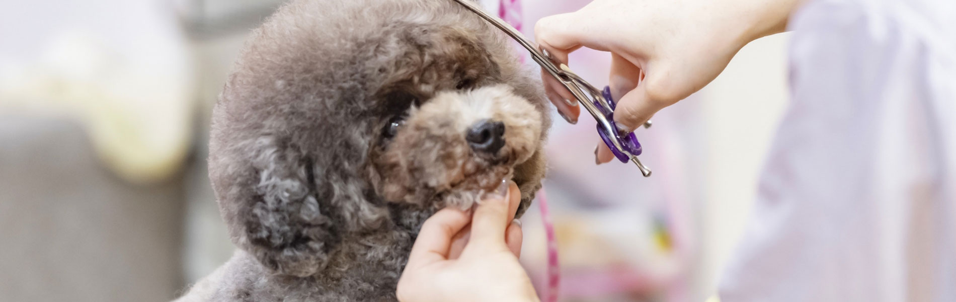 シャンプーカットコース